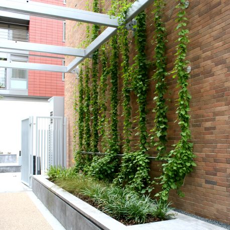 Ivy on wall